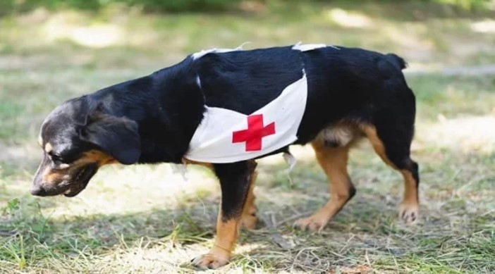 dog first aid course